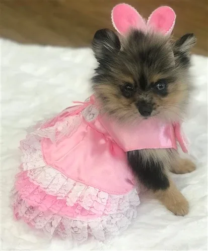 Barktorias Secret Costume - Image 2