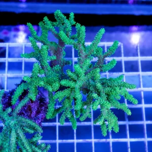 Green Spaghetti Finger Leather Coral 4" WYSIWYG