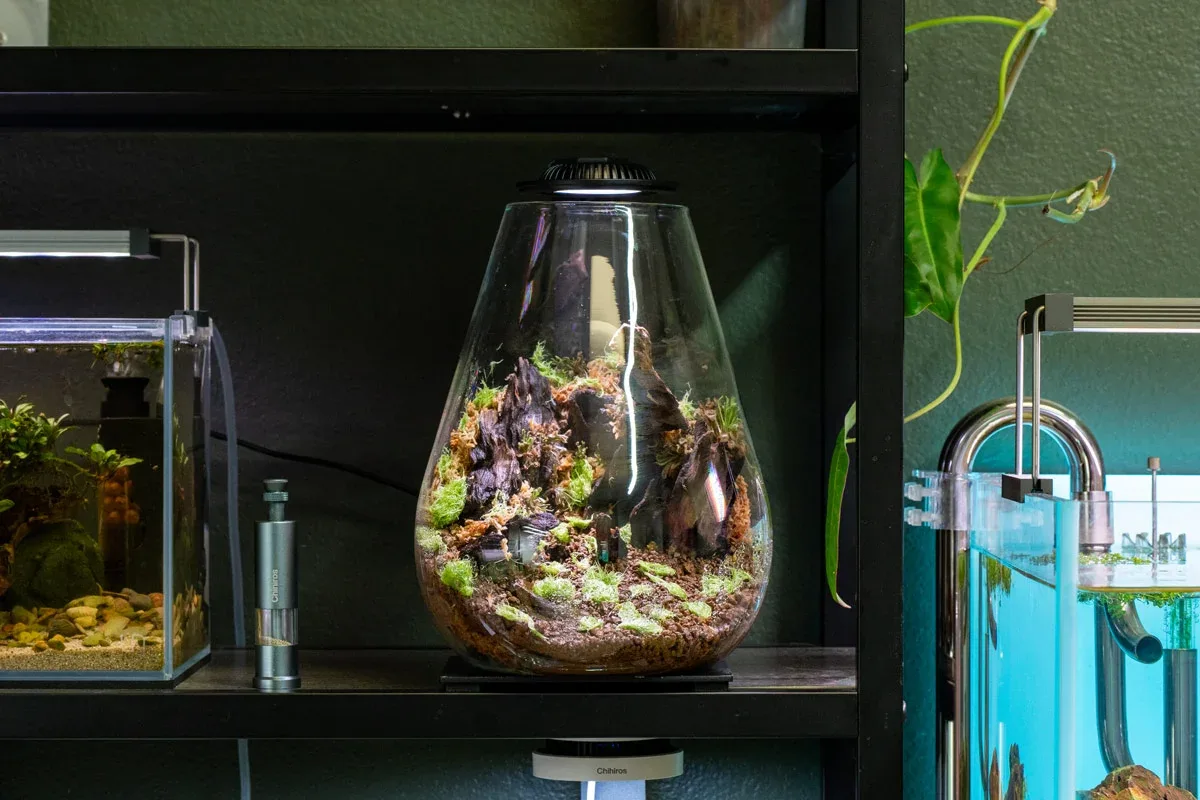 Bio Bowl Terrarium Kit - Image 2