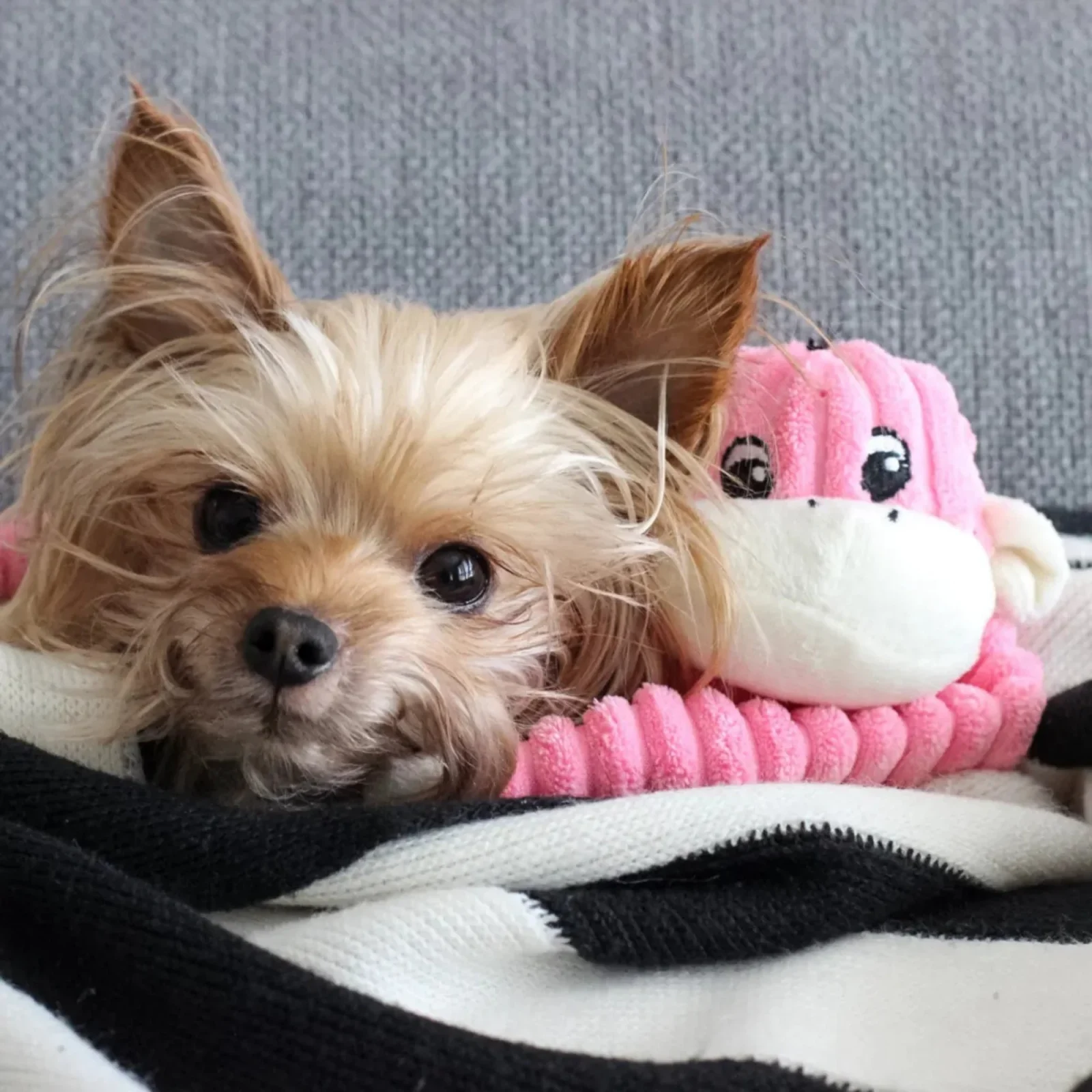 ZippyPaws Spencer the Crinkle Monkey Dog Toy, Pink, Small - Image 2