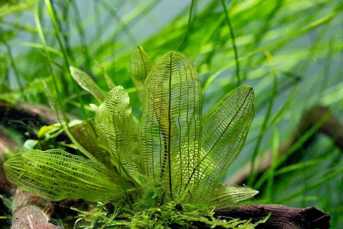 Aponogeton Madagascariensis / Madagascar Lace Bulb - Image 2