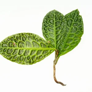 Labisia Sp Turtle Back