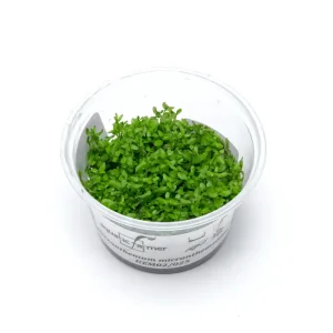 Microcarpaea Minima Merrill Aquatic Farmer Tissue Culture