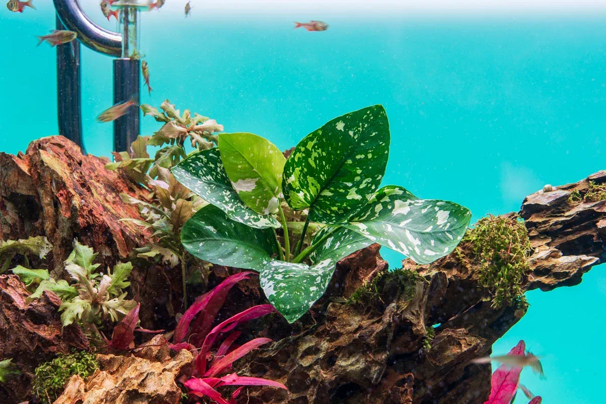 Anubias Barteri 'King' - Image 2