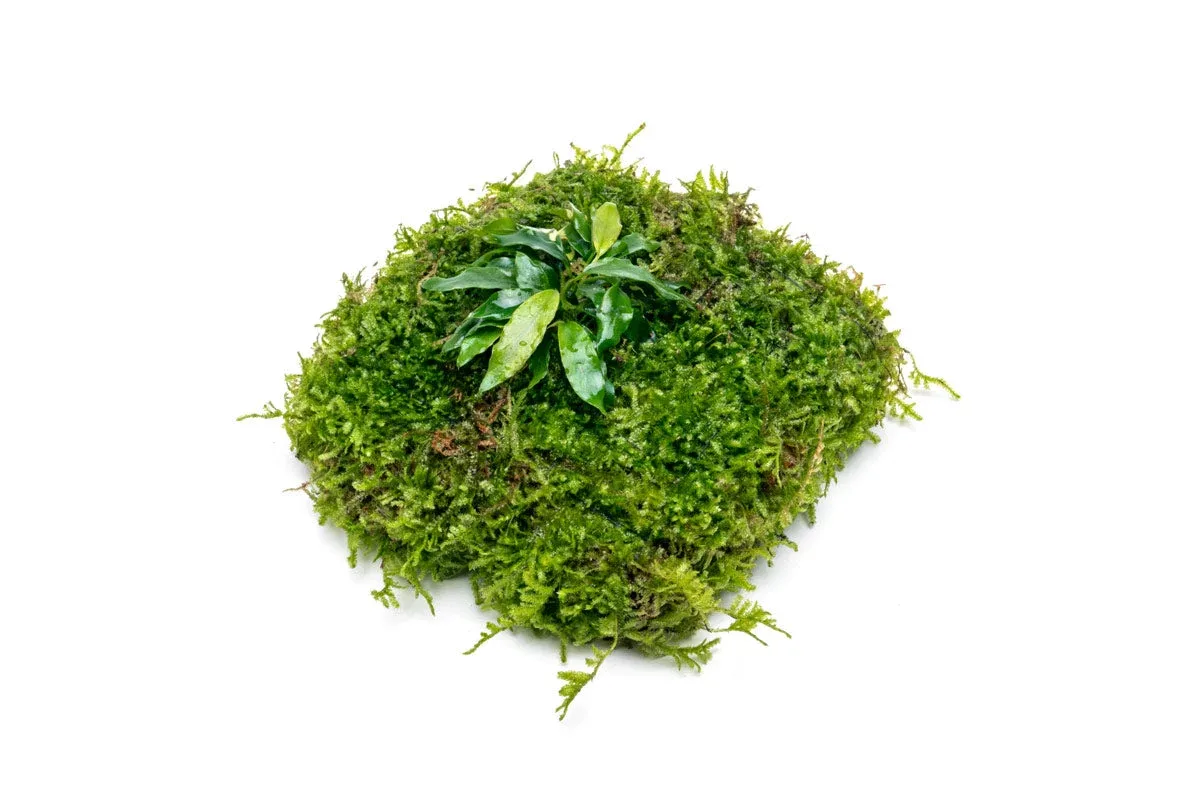 Anubias Minima & Christmas Moss - Foresta Mat - Image 2