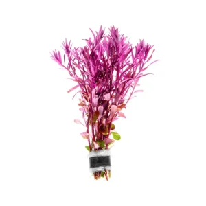 Rotala Narrow Leaf Sp. Red