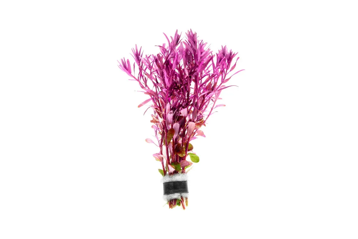 Rotala Narrow Leaf Sp. Red