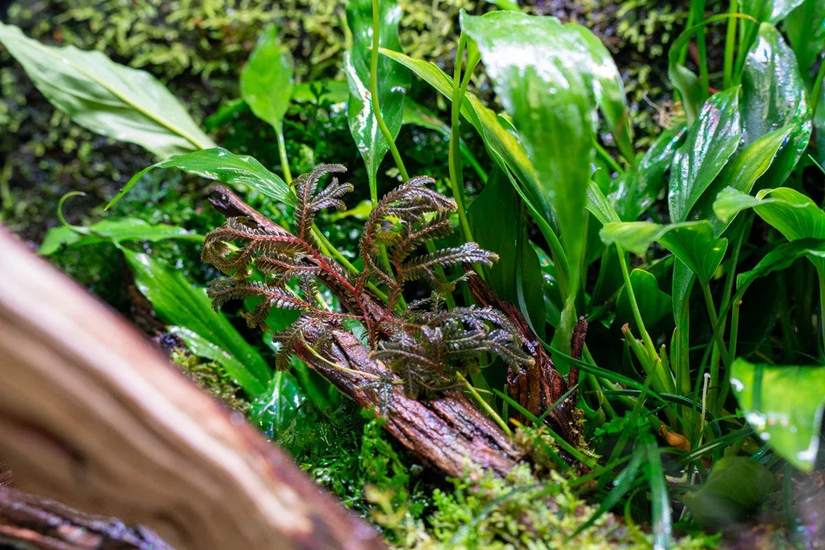 Selaginella sp. Brown - Image 2