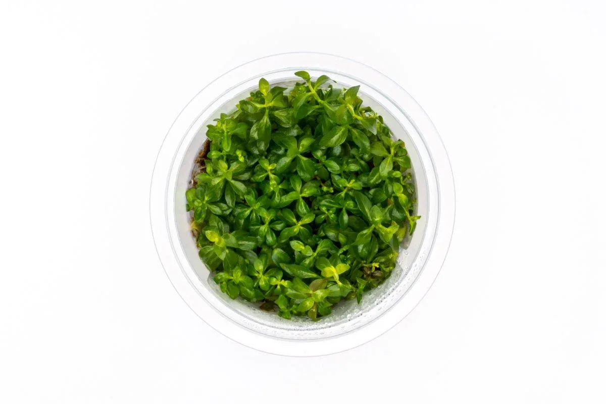 Ludwigia Dark Orange Aquatic Farmer Tissue Culture - Image 2