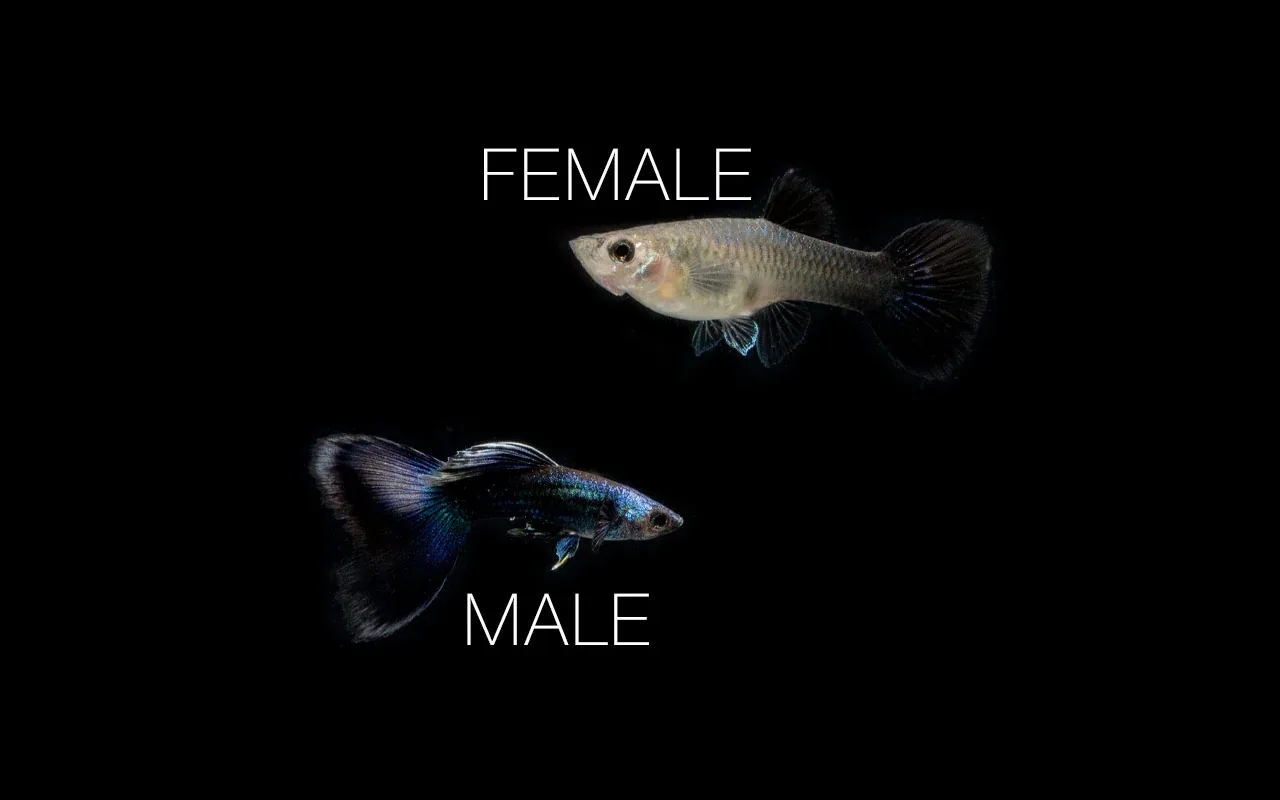 Blue Tarzan Guppies - Breeding Pair - Image 2
