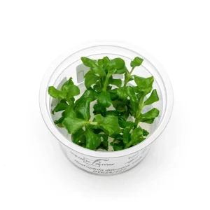 Hygrophila Difformis Pink Aquatic Farmer Tissue Culture