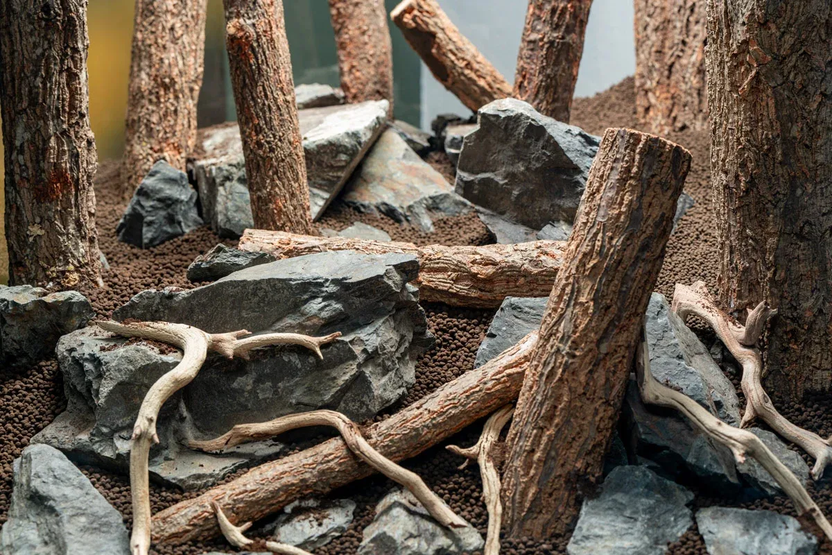 Log Wood - Image 2