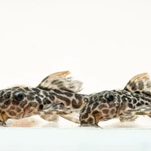 Leopard Cactus Pleco