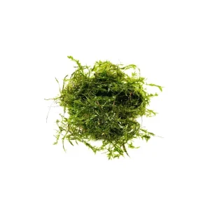 Willow Moss