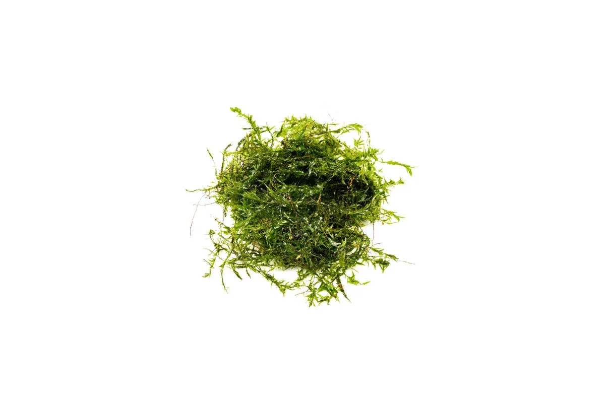 Willow Moss