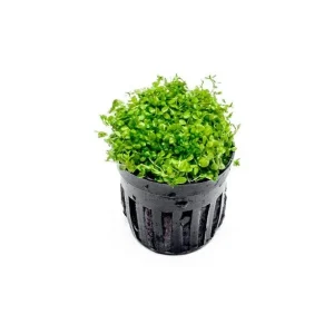 Micranthemum 'Monte Carlo'