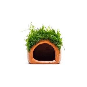 Aquarium Moss on Clay Hut