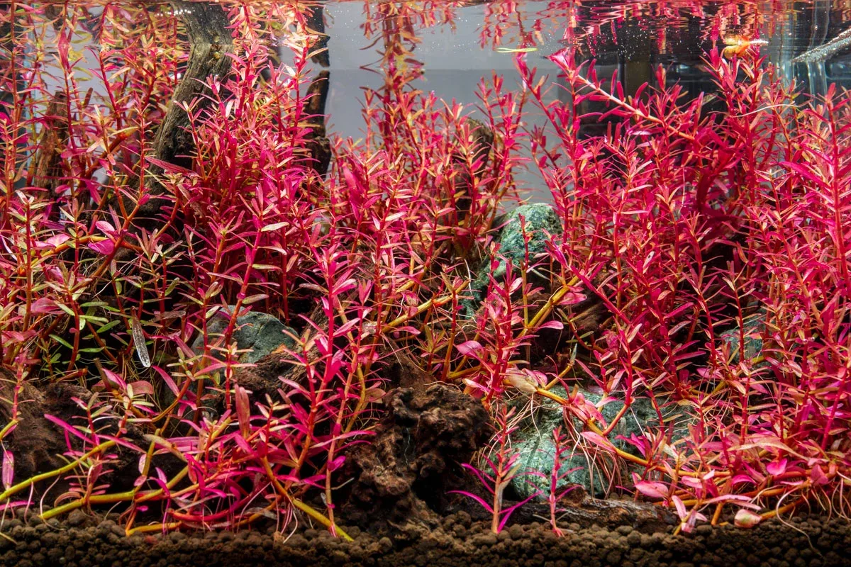 Rotala Narrow Leaf Sp. Red - Image 2