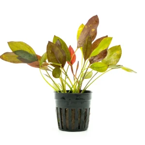 Echinodorus Aflame