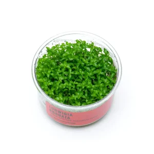 Ludwigia Arcuata UNS Tissue Culture