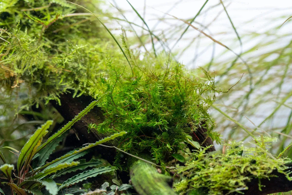 Willow Moss - Image 2