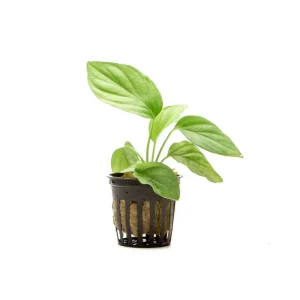 Homalomena Silver