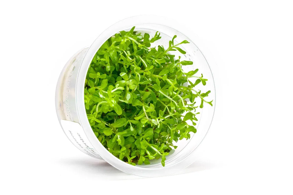 Rotala Coin Leaf Aquatic Farmer Tissue Culture - Image 2