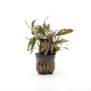 Cryptocoryne Blassii