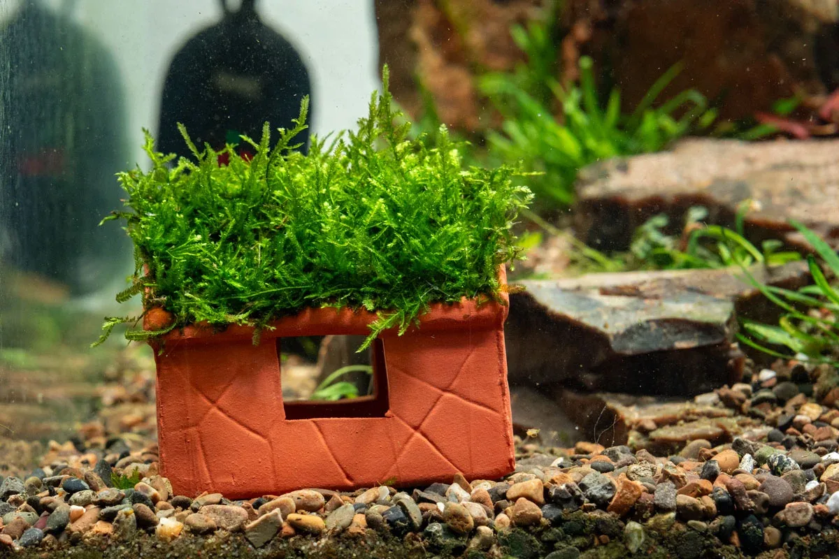 Aquarium Moss on Clay House - Image 2