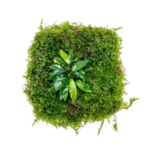 Anubias Minima & Christmas Moss - Foresta Mat
