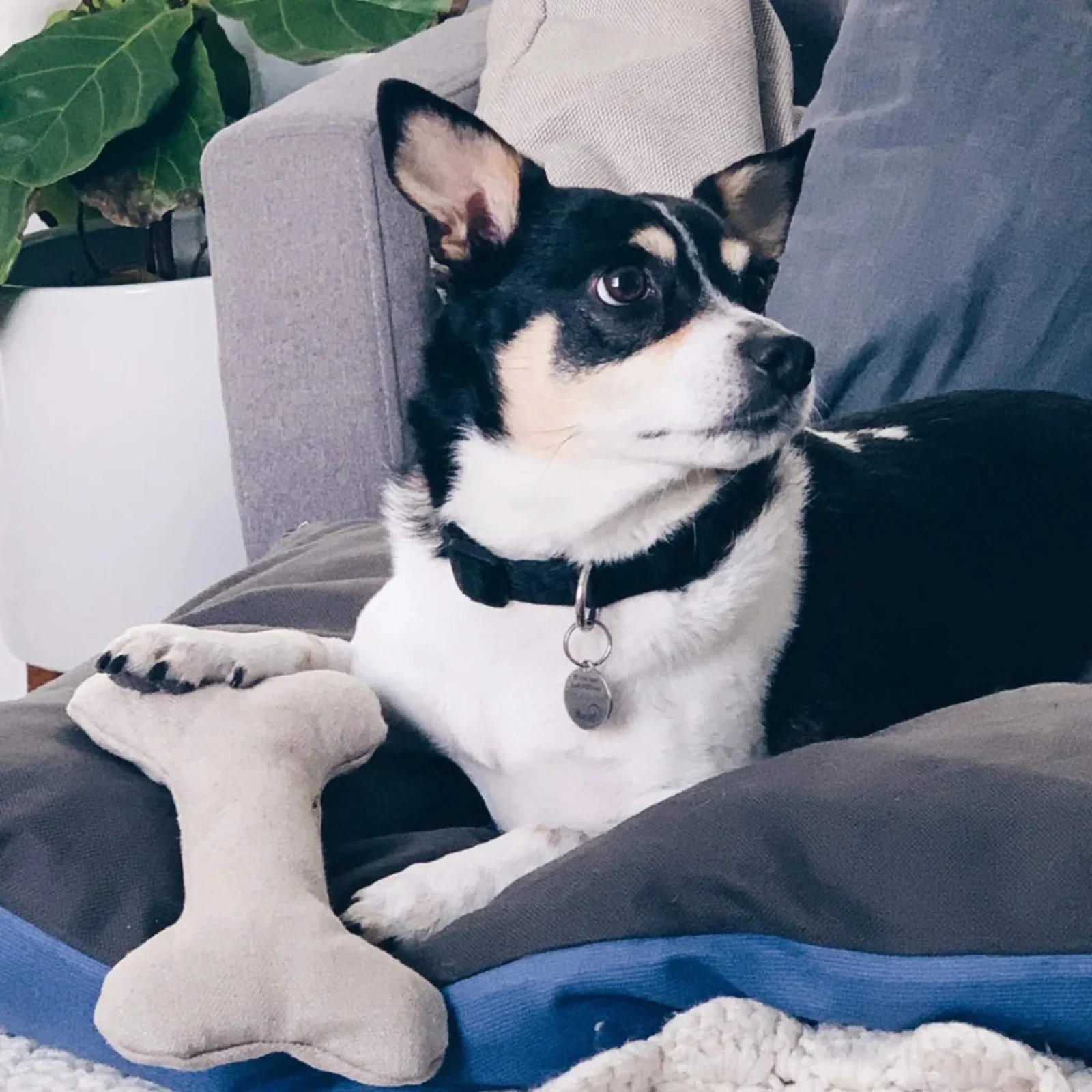 The Kind Pet Hemp Dog Bone Toys - Image 2