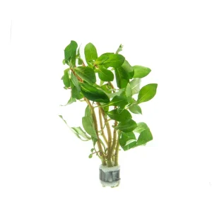 Ludwigia Marilia