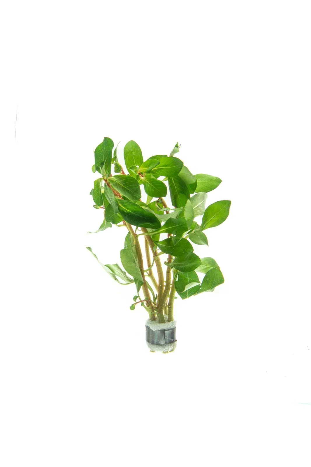 Ludwigia Marilia
