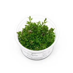 Rotala Rotundifolia Manipurensis Aquatic Farmer Tissue Culture