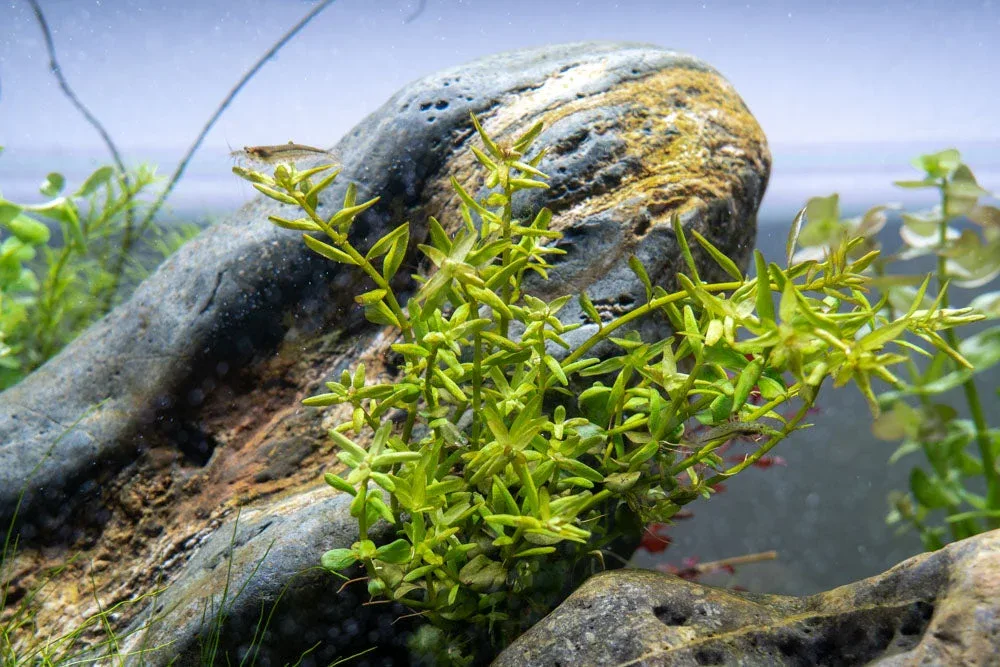 Rotala Mexicana - Image 2