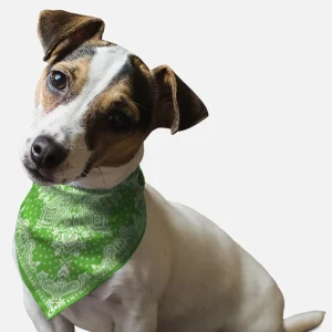Kelly Green Paisley Dog Bandana by BanDoggie