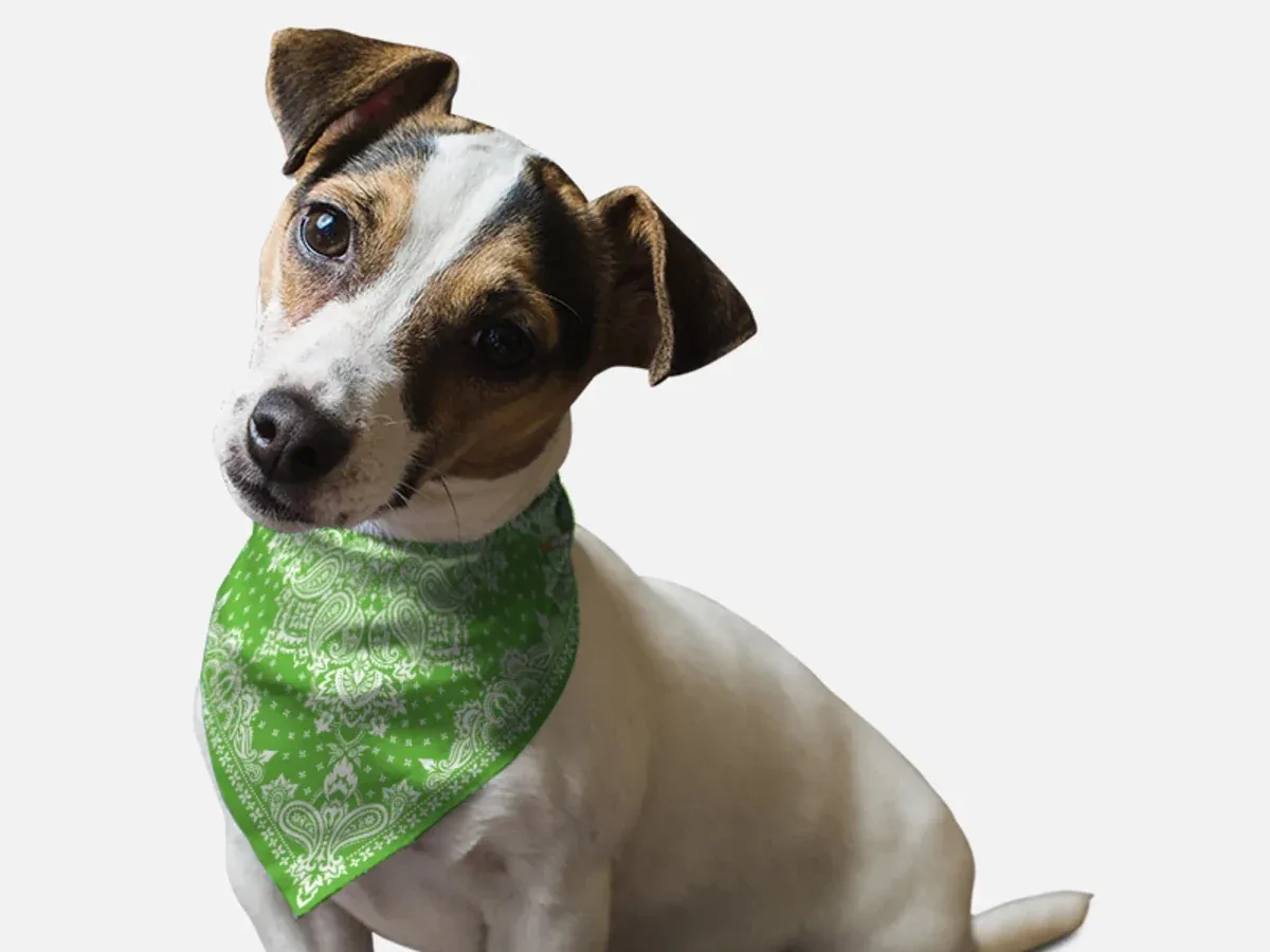 Kelly Green Paisley Dog Bandana by BanDoggie