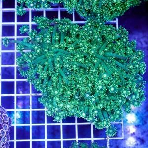 Flower Pot Coral, Metallic Green 4" WYSIWYG