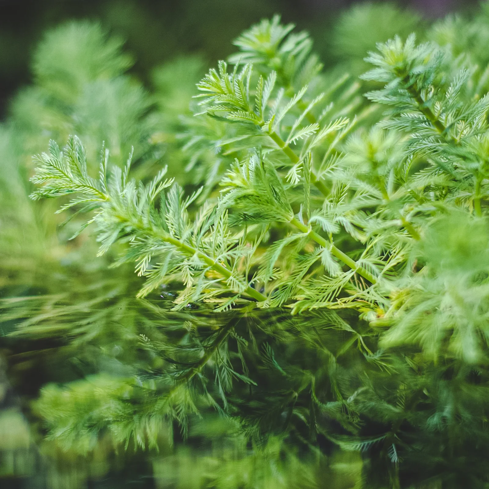 Myriophyllum Aquaticum (Parrot's Feather) - Image 2