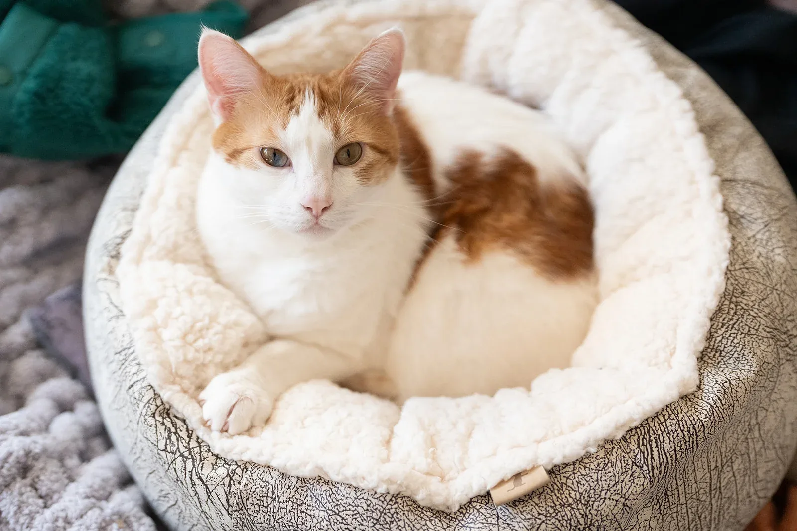 Feline Frenzy Donut Cuddler Bed - Image 2