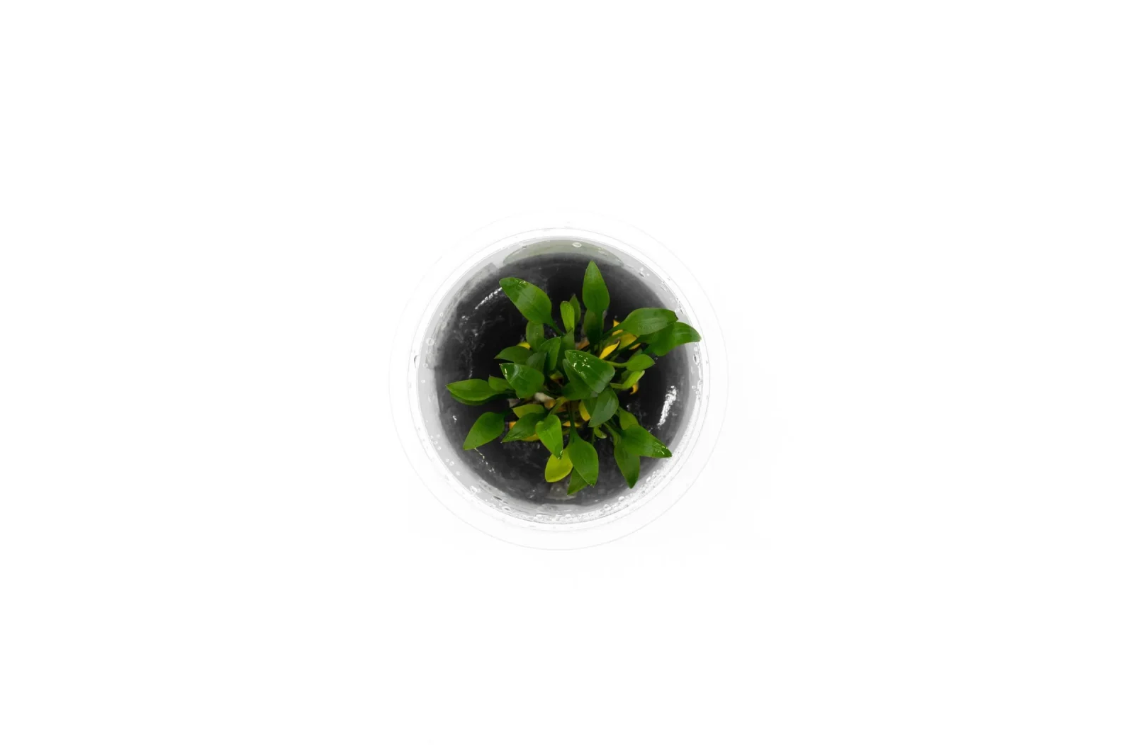 Cryptocoryne Pygmaea Aquatic Farmer Tissue Culture - Image 2