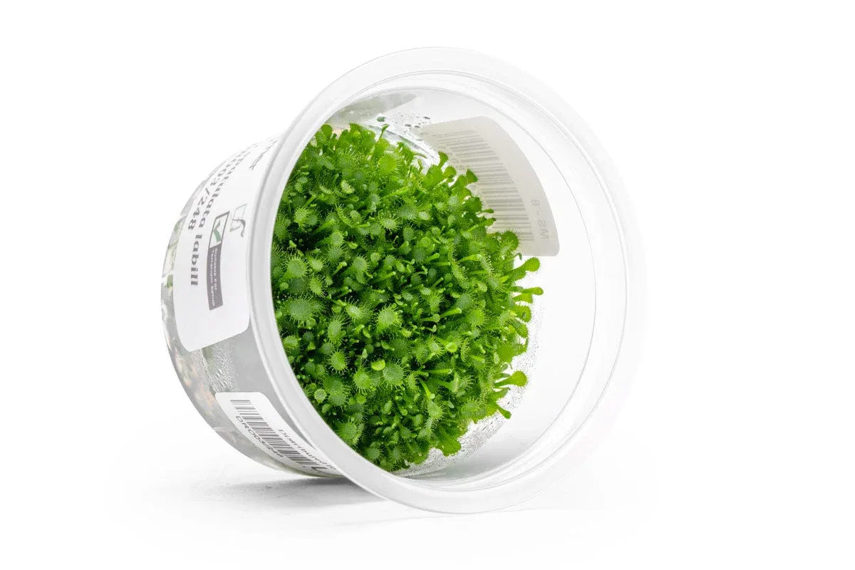 Drosera Spatulata 'Labill' Aquatic Farmer Tissue Culture - Image 2