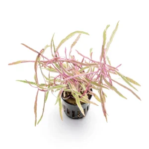 Hygrophila Lancea 'Araguaia' Sp Chai