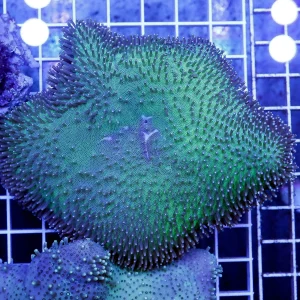 Green Toadstool Mushroom Leather Coral 4" WYSIWYG