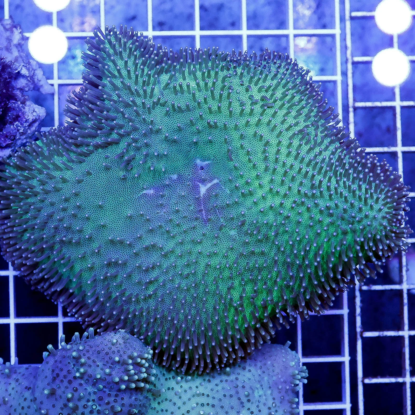 Green Toadstool Mushroom Leather Coral 4" WYSIWYG