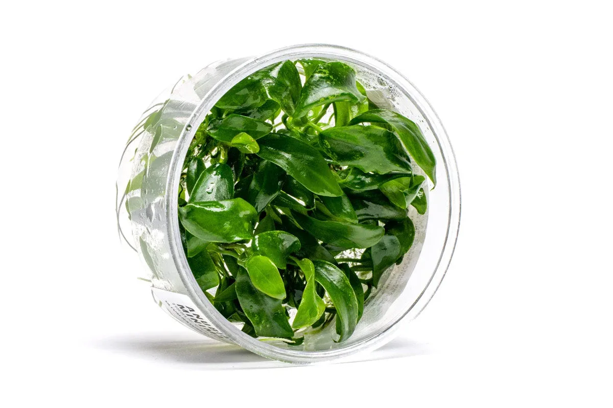 Anubias Minima UNS Tissue Culture - Image 2