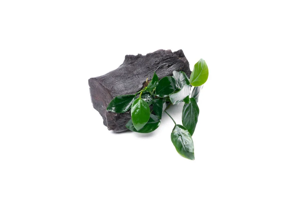 Anubias Nana on Driftwood - Image 2