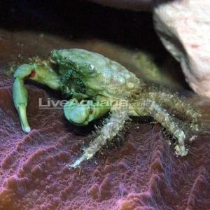 Emerald Crab
