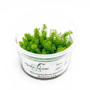 Myriophyllum Guyana Aquatic Farmer Tissue Culture
