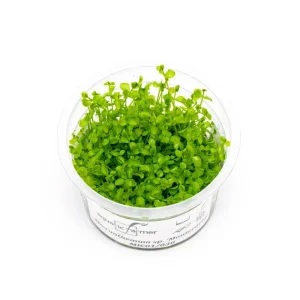 Micranthemum Monte Carlo Aquatic Farmer Tissue Culture